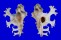 MURICIDAE HOMALOCANTHA ANATOMICA PELE shell