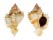 MURICIDAE PHYLLONOTUS OCULATUS shell