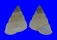 LANDSNAIL PAPUINA ADONIS shell