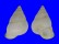 LANDSNAIL PAPUINA XANTHOCHILA shell