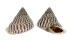 LANDSNAIL PAPUINA ADMIRALITATIS shell