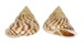 LANDSNAIL PAPUINA ADMIRALITATIS shell