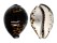 CYPRAEIDAE CYPRAEA TIGRIS shell