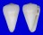 CONIDAE CONUS FERGUSONI shell