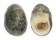 NERITIDAE NERITA POLITA shell
