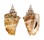 STROMBIDAE STROMBUS GRANULATUS shell