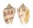 VOLUTIDAE CYMBIOLA CHRYSOSTOMA shell