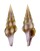 FASCIOLARIIDAE BENIMAKIA LANCEOLATA shell