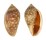 MARGINELLIDAE MARGINELLA SEBASTIANI shell