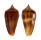 CONIDAE CONUS TMETUS shell