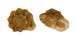 LIOTIIDAE LIOTINARIA cf. PERONII shell
