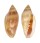 MARGINELLIDAE MARGINELLA DESJARDINI shell
