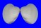 VENERIDAE CALLISTA UMBONELLA shell