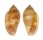 MARGINELLIDAE MARGINELLA SEBASTIANI shell