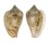 MARGINELLIDAE MARGINELLA DENTICULATA shell