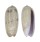 OLIVIDAE OLIVA ORNATA shell