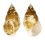 CERITHIIDAE GOURMYA GOURMYI shell