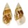 CERITHIIDAE GOURMYA GOURMYI shell