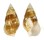CERITHIIDAE GOURMYA GOURMYI shell