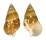 CERITHIIDAE GOURMYA GOURMYI shell