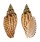 VOLUTIDAE LYRIA KURODAI shell