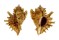 MURICIDAE MUREX BURNETTI BURNETTI shell