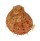 SPONDYLIDAE SPONDYLUS MAESTRATII shell