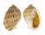 CASSIDAE PHALIUM GRANULATA GRANULATA shell