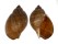 TONNIDAE TONNA PENNATA shell
