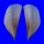 PINNIDAE PINNA PECTINATA shell