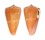 CONIDAE CONUS QUASIDAUCUS shell
