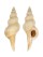BUCCINIDAE AFER PSEUDOFUSINUS shell