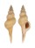 BUCCINIDAE AFER PSEUDOFUSINUS shell