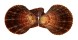 PECTINIDAE AZUMAPECTEN RUSCHENBERGERII shell