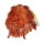 SPONDYLIDAE SPONDYLUS VAILLANTI shell