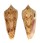 CONIDAE CONUS NEPTUNUS shell