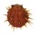 SPONDYLIDAE SPONDYLUS REESIANUS shell