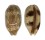 CYPRAEIDAE LYNCINA ARGUS VENTRICOSA shell