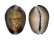 CYPRAEIDAE CYPRAEA CAPUTSERPENTIS shell