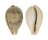 CYPRAEIDAE CYPRAEA HUNGERFORDI HUNGERFORDI shell