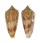 CONIDAE CONUS NEPTUNUS shell