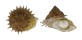 TURBINIDAE BOLMA GUTTATA shell