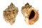 MURICIDAE RAPANA VENOSA shell