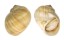 NATICIDAE CRYPTONATICA JANTHOSTOMOIDES shell