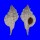 MURICIDAE SIRATUS CIBONEY shell