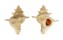 CORALLIOPHILIDAE LATIAXIS DALLI shell