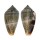 CONIDAE CONUS HYBRIDUS shell