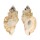 MURICIDAE DERMOMUREX NEGLECTA shell