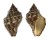 MURICIDAE THAIS FLORIDANA shell