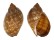 TONNIDAE TONNA PENNATA shell